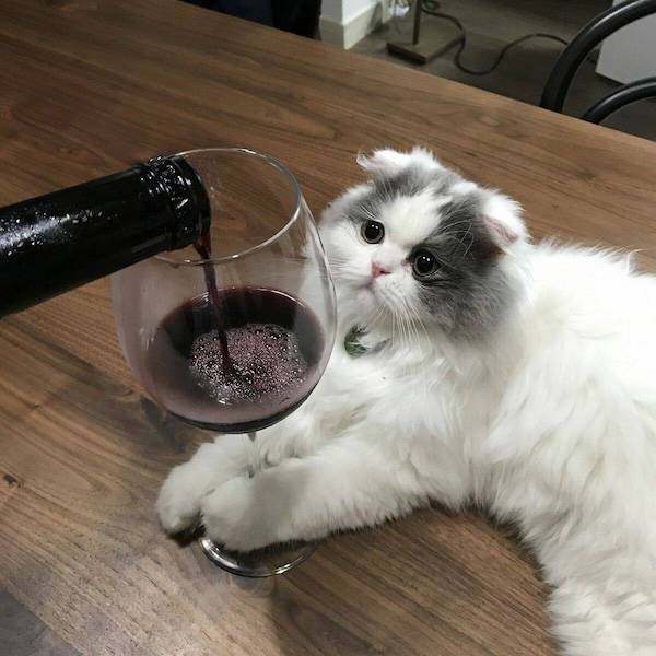 drinking never ends 38 pics 2 gifs 4.html - 38 HD GIF | Premium Gallery 2024