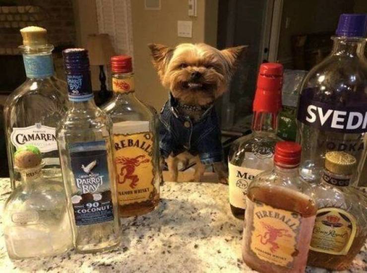 Drinking Never Ends!