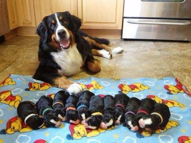 morning picdump 52 pics 2.html - 52 HD Photos | Premium Gallery 2016
